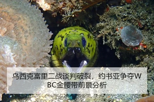 乌西克富里二战谈判破裂，约书亚争夺WBC金腰带前景分析